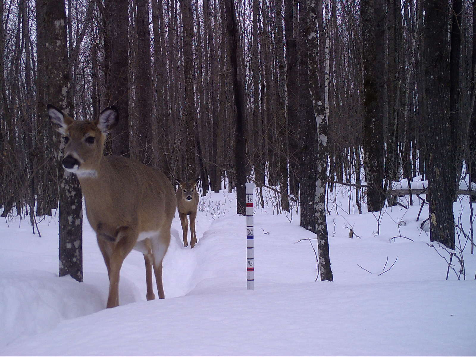 deer walking next to snow stake